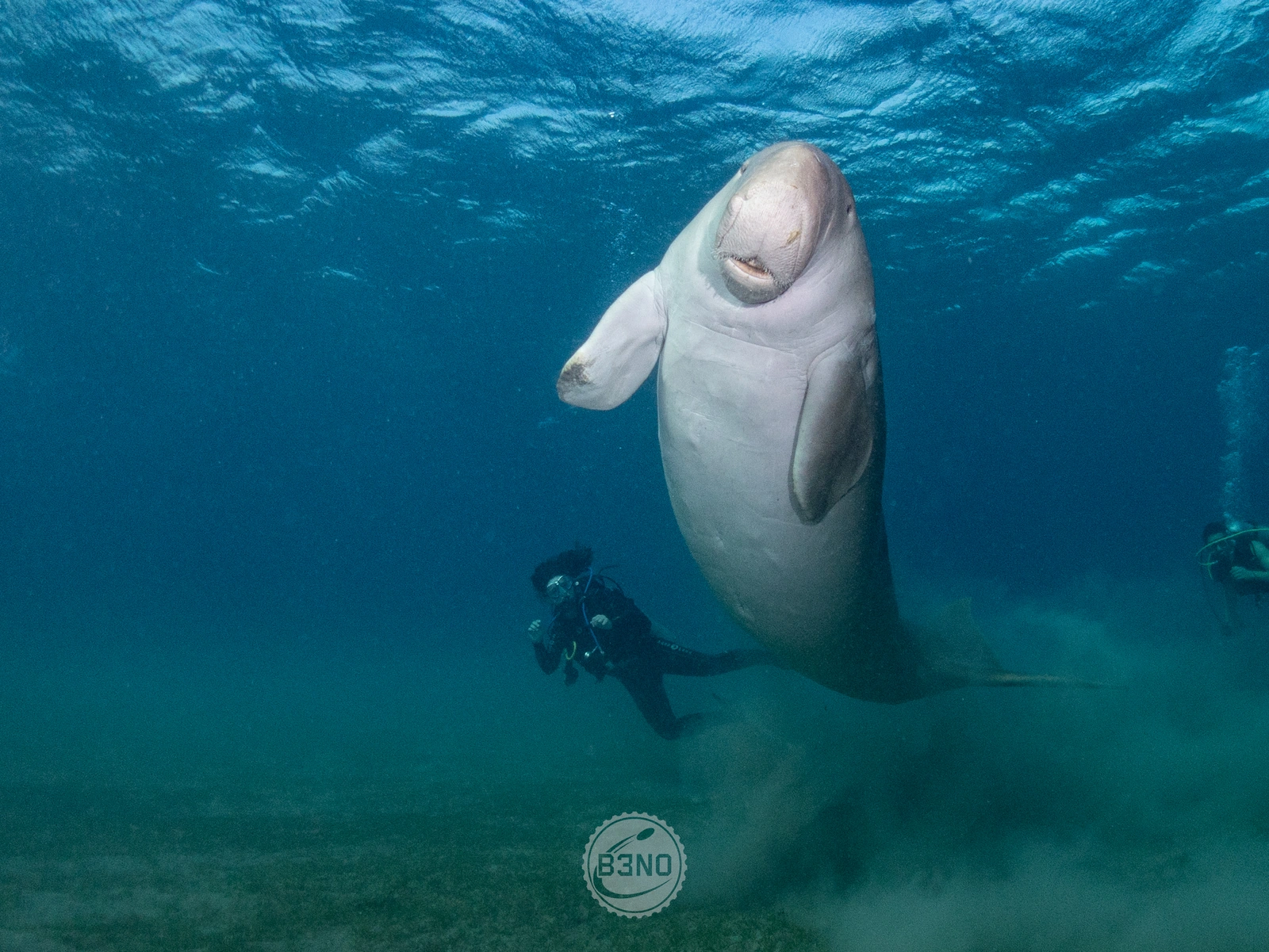 Le dugong de face, et la plongeuse