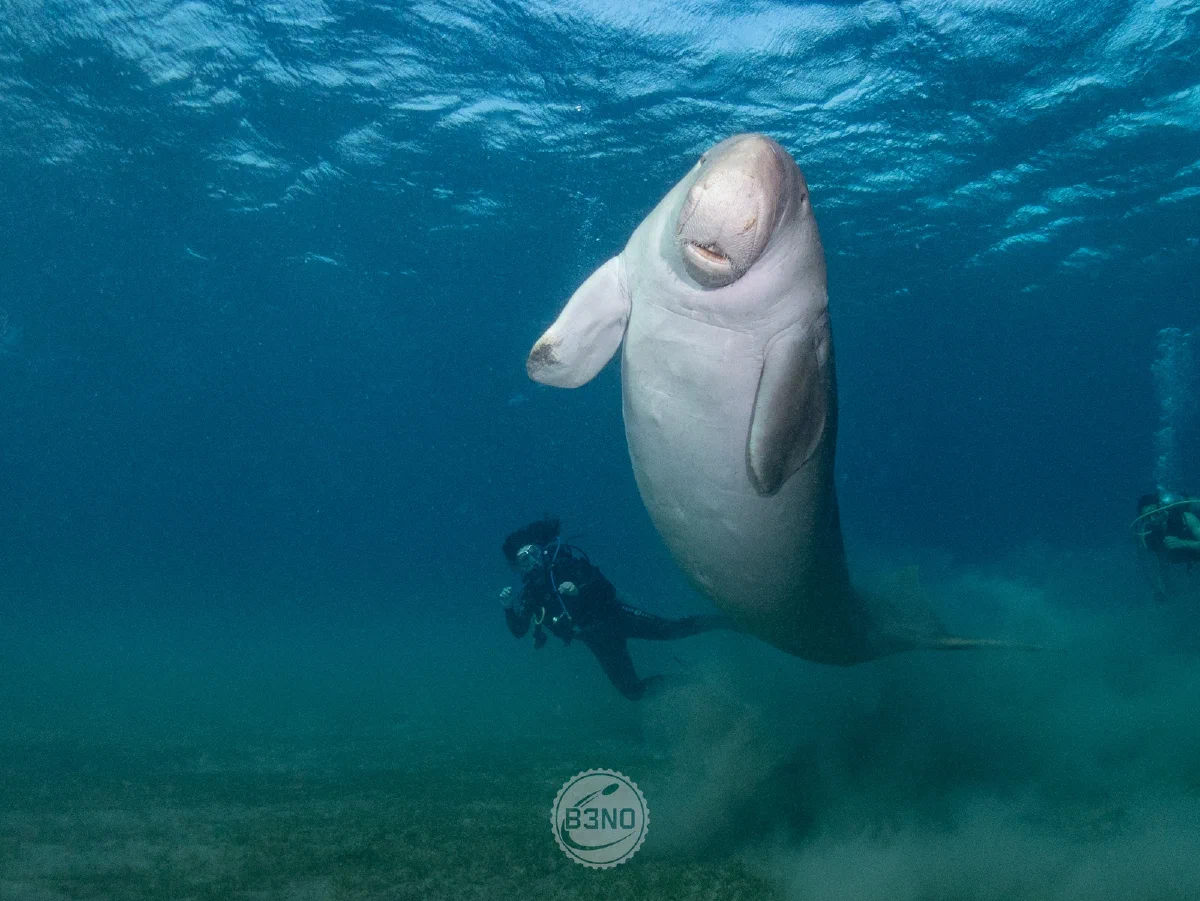 Dugong de face
