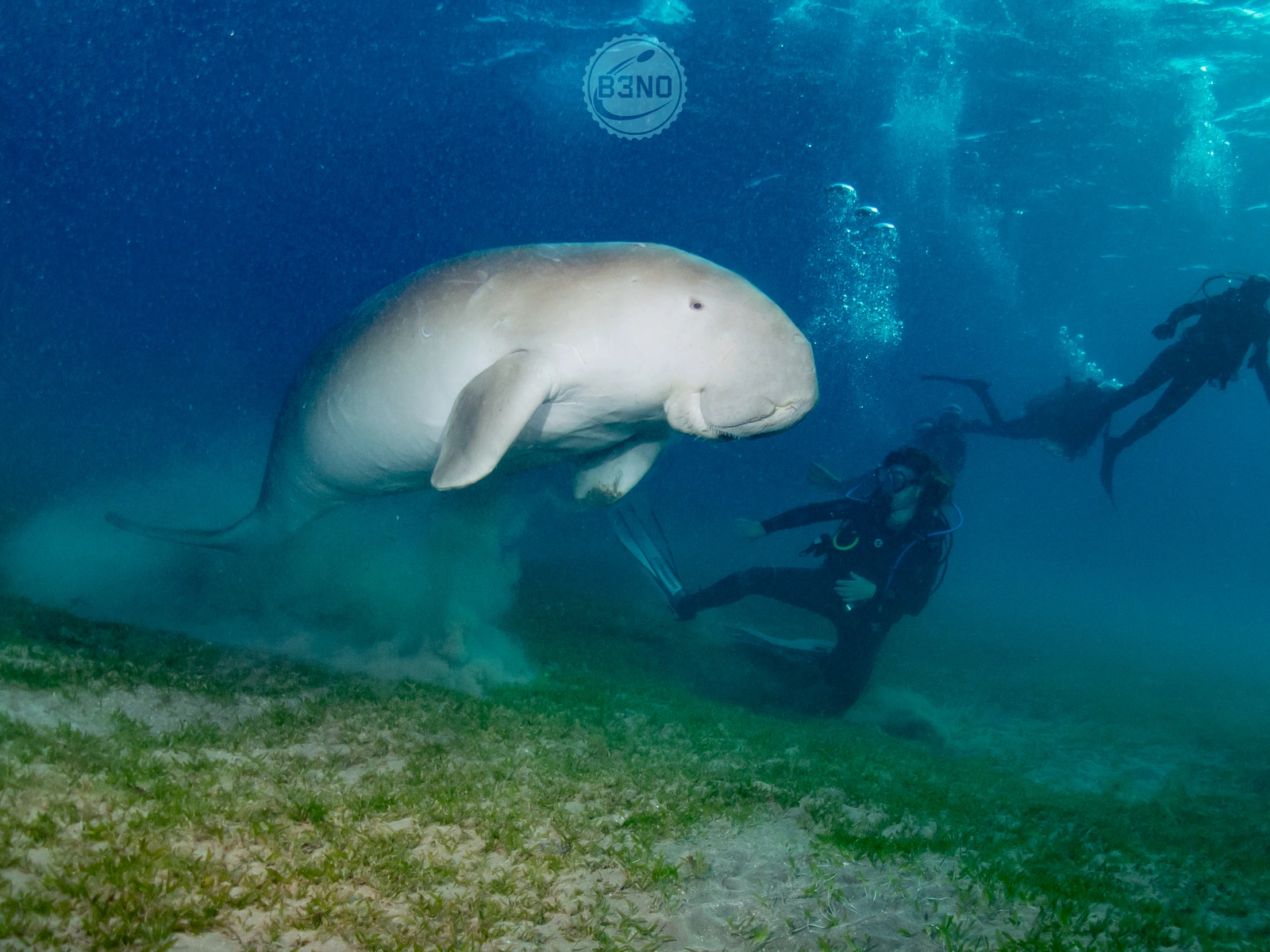 Le dugong et la plongeuse
