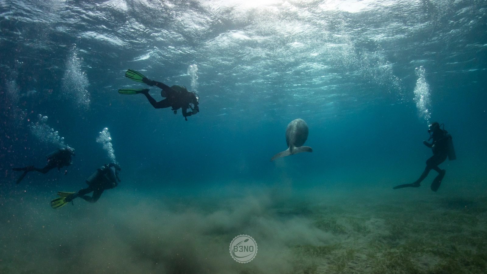 Le dugong s’en va brouter ailleurs