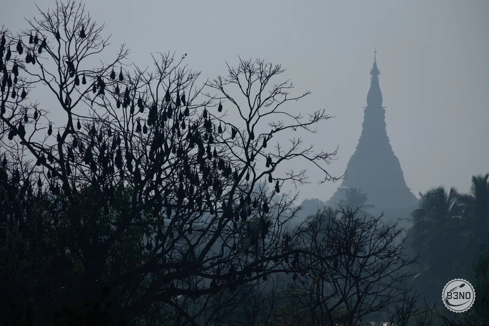 Depuis l&rsquo;hôtel de Sittwe : une pagode dans la brume, et un arbre plein de chauves-souris