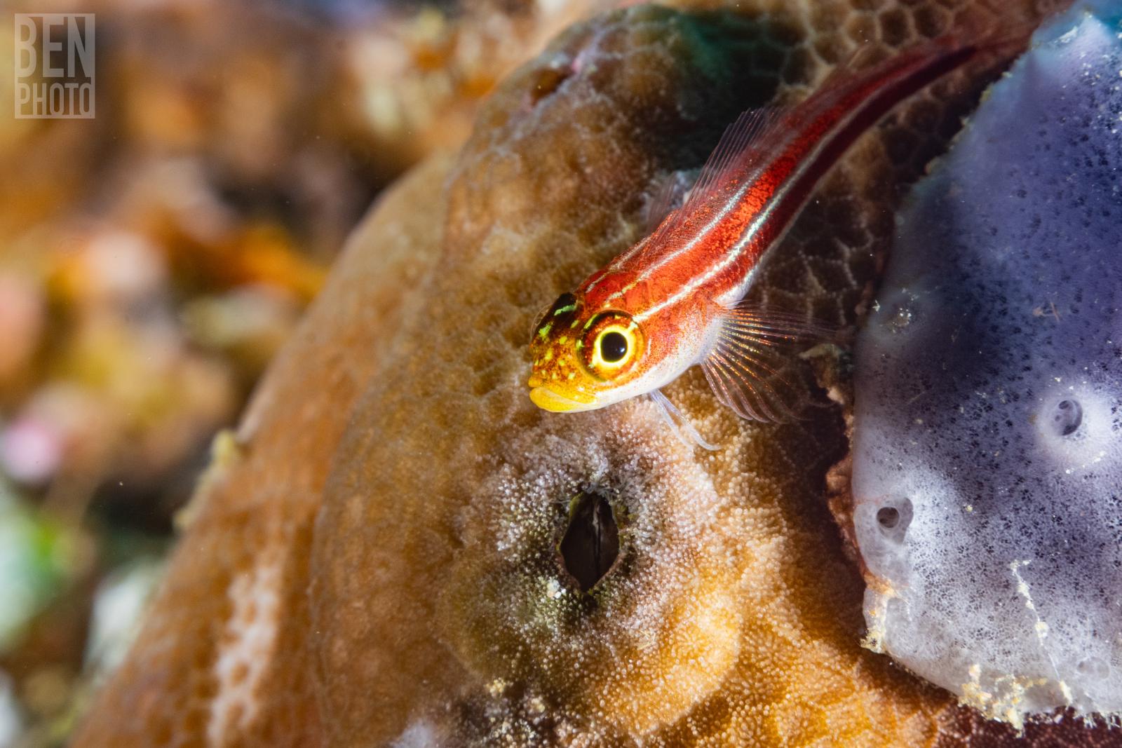 Blenny