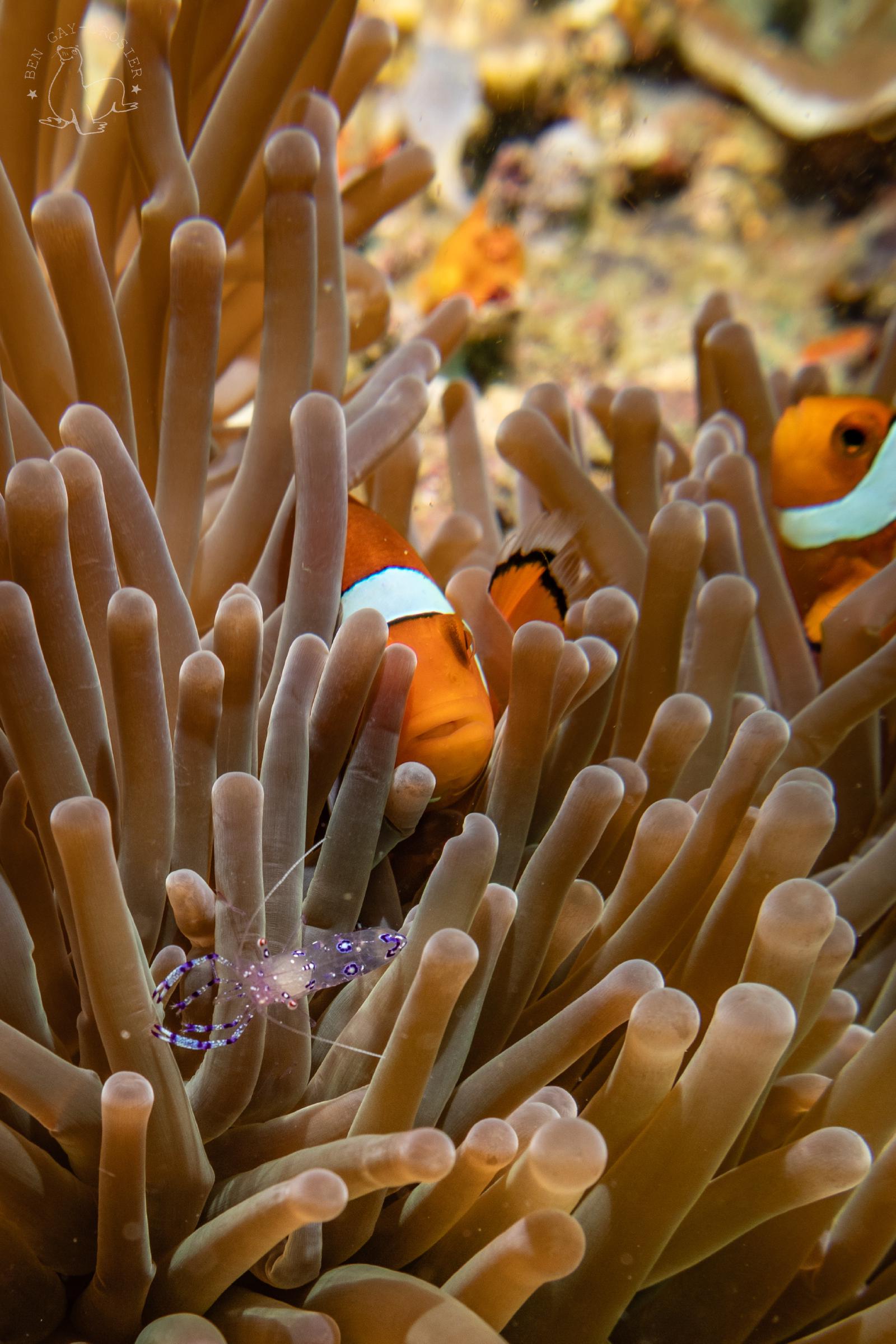 Nemo Crevette