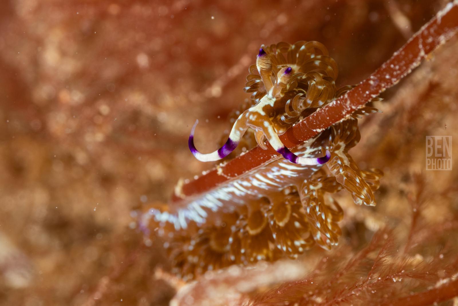 Nudibranche