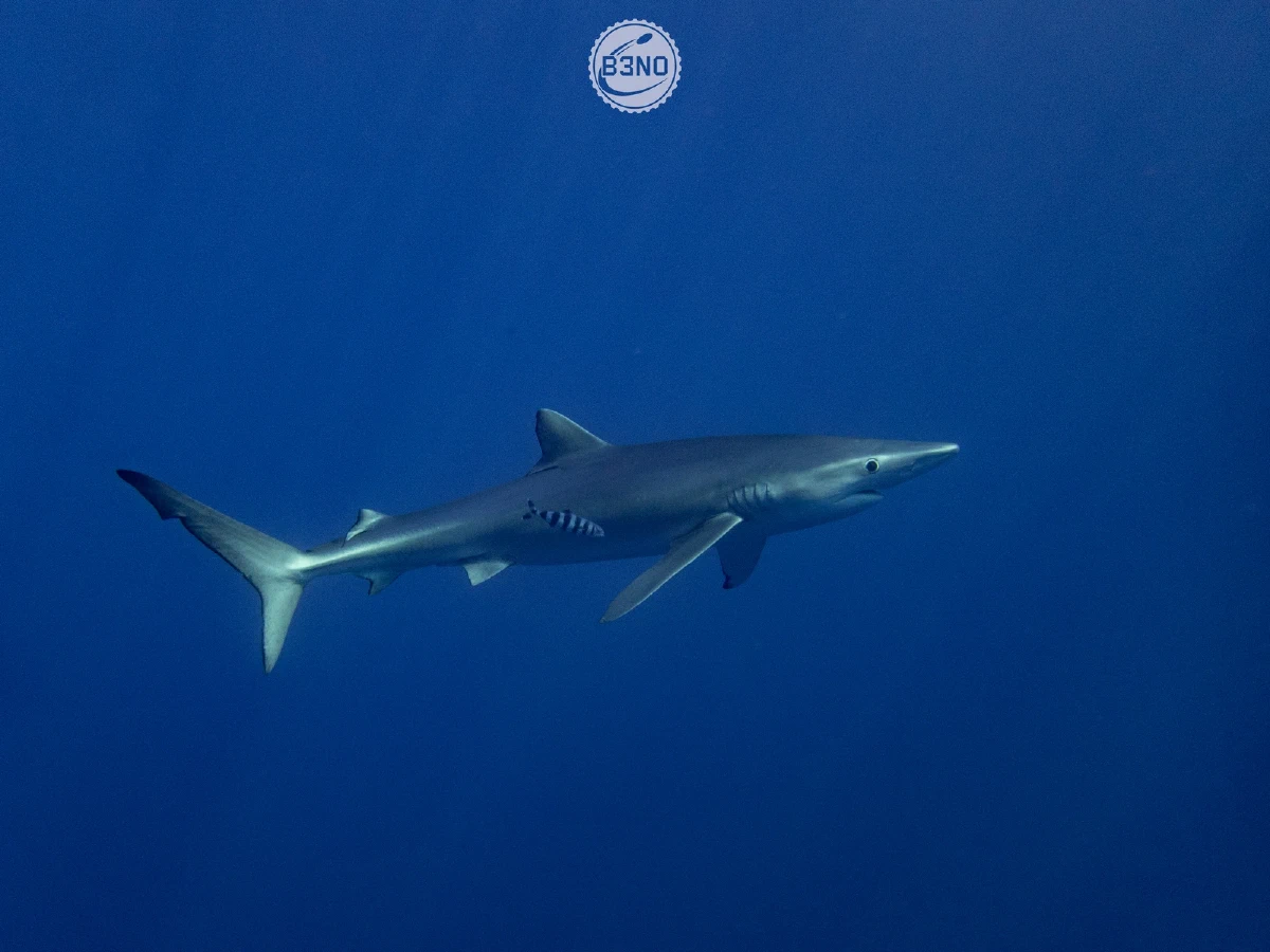 Requin bleu de profil, pleine eau — Azores, Underwater