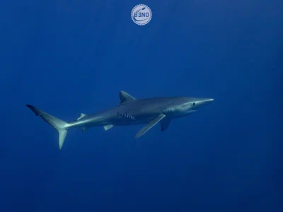 Blue shark
