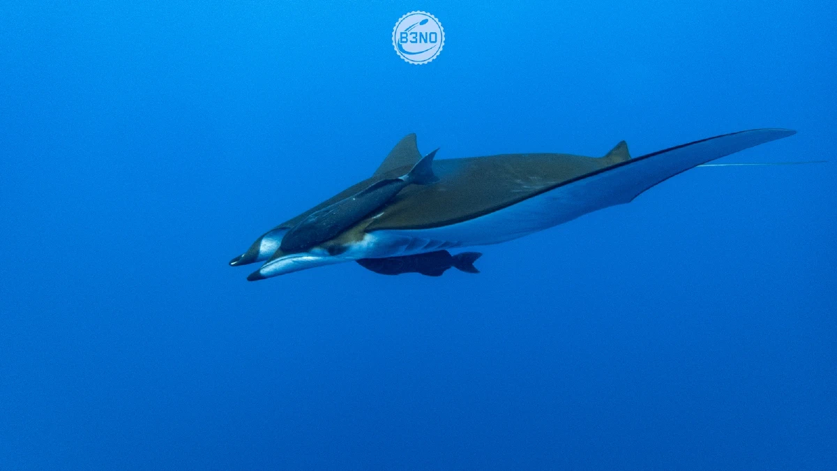 Mobula jamanta vue de côté — Azores, Underwater