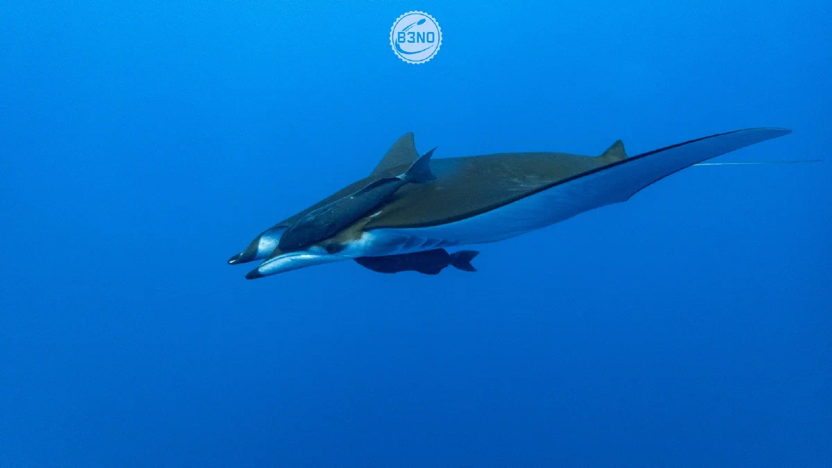 Mobula jamanta vue de côté