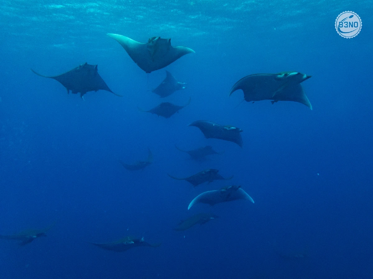 Banc d'une vingtaine de mobulas — Azores, Underwater
