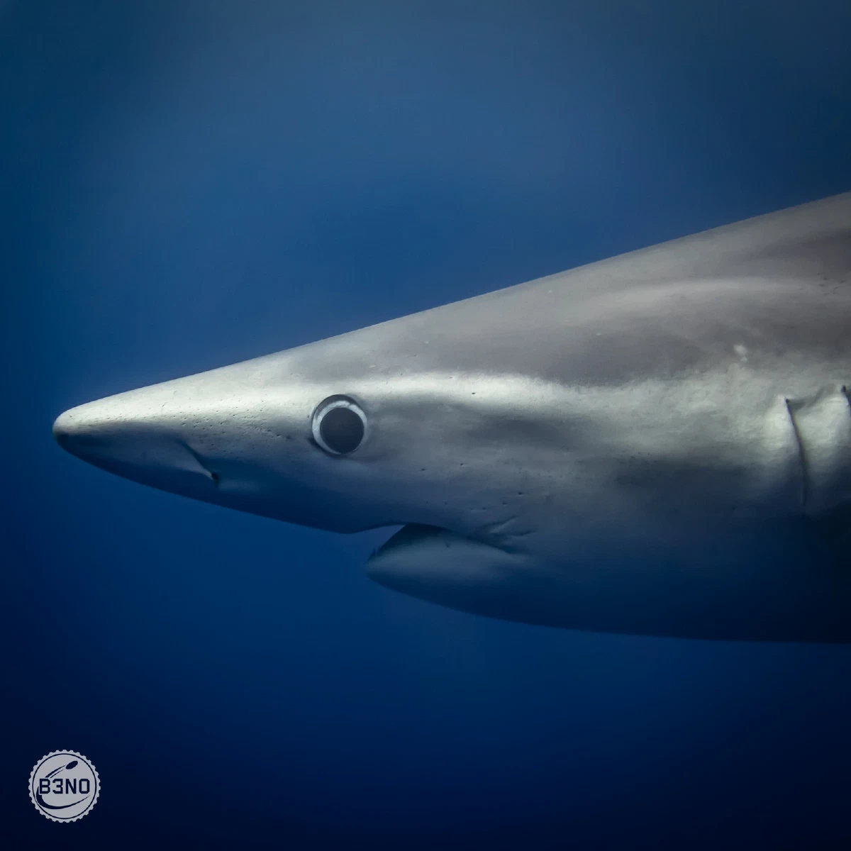 Gros plan tête de requin bleu — Azores, Underwater