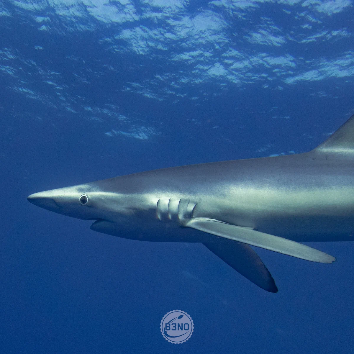 Requin bleu de profil sous la surface