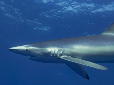 Blue shark