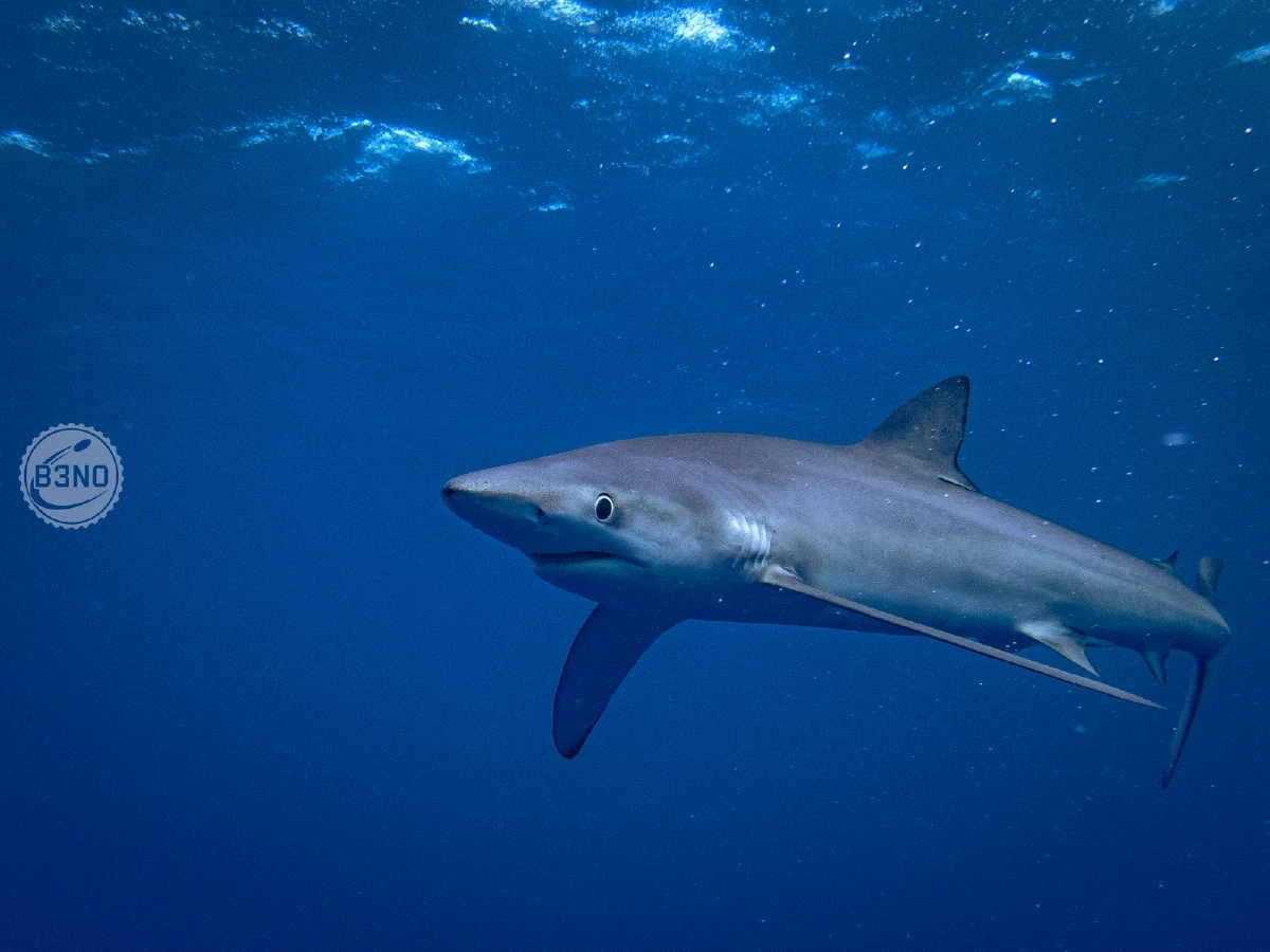 Requin bleu — Azores, Underwater