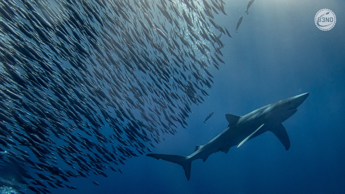 Requin bleu devant un baitball — Azores, Underwater
