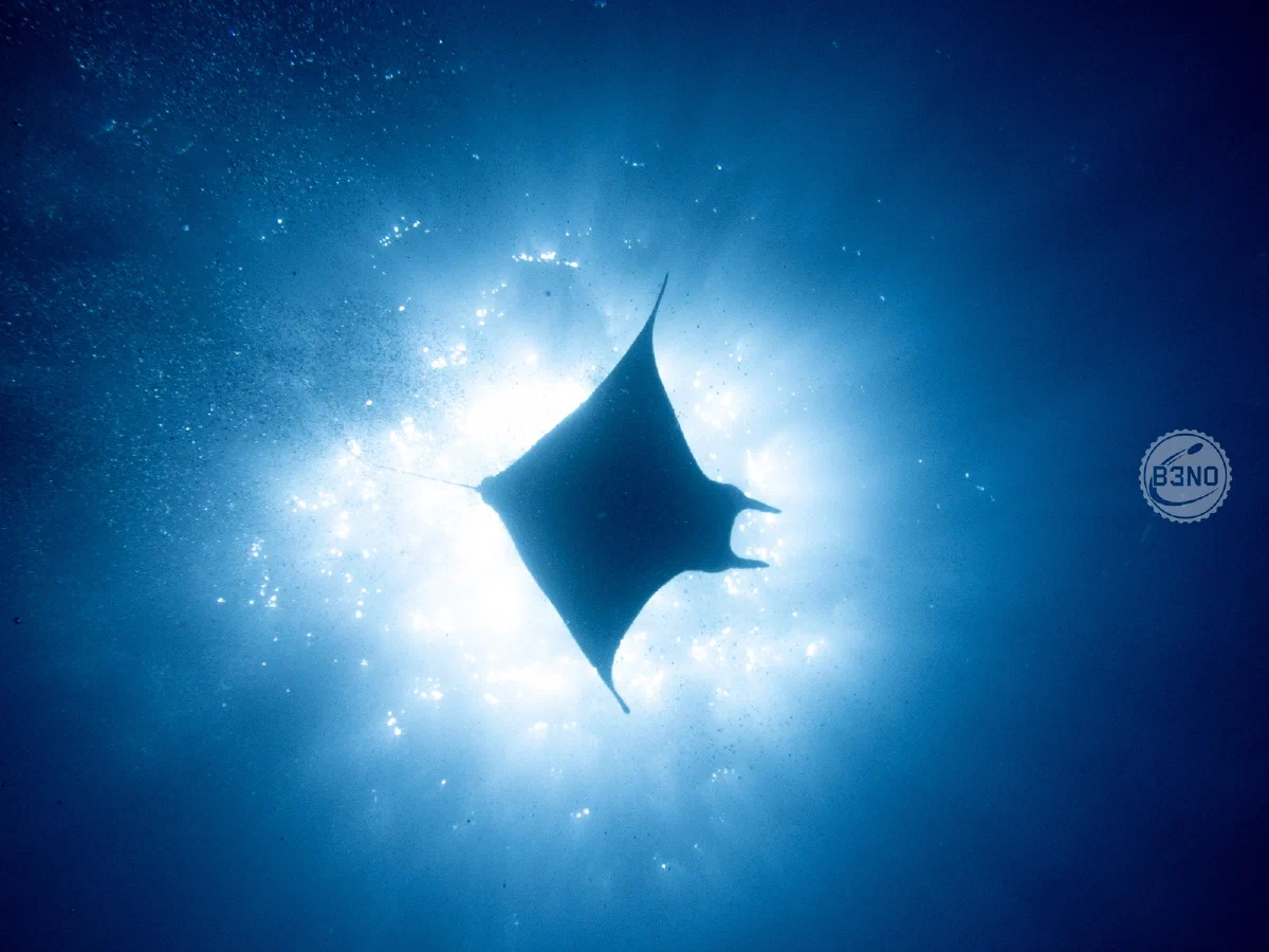 Silhouette de mobula en contre-jour