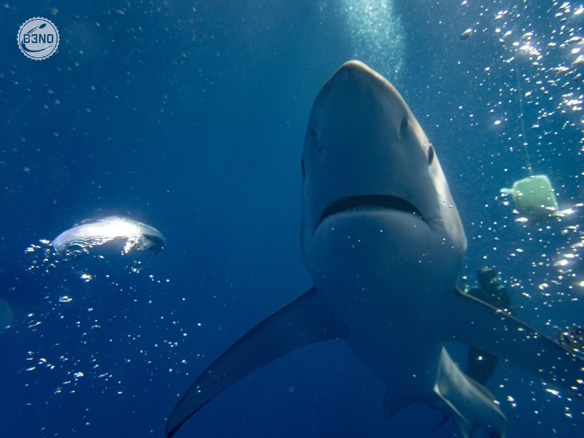 Requin bleu vu de dessous, GoPro — Azores, Underwater