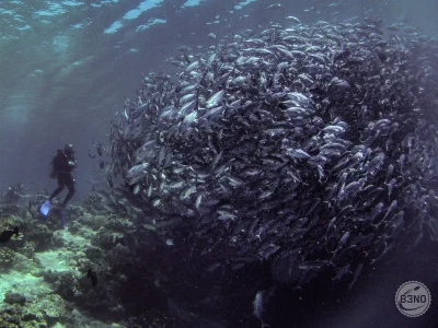Sipadan — octobre – novembre 2013