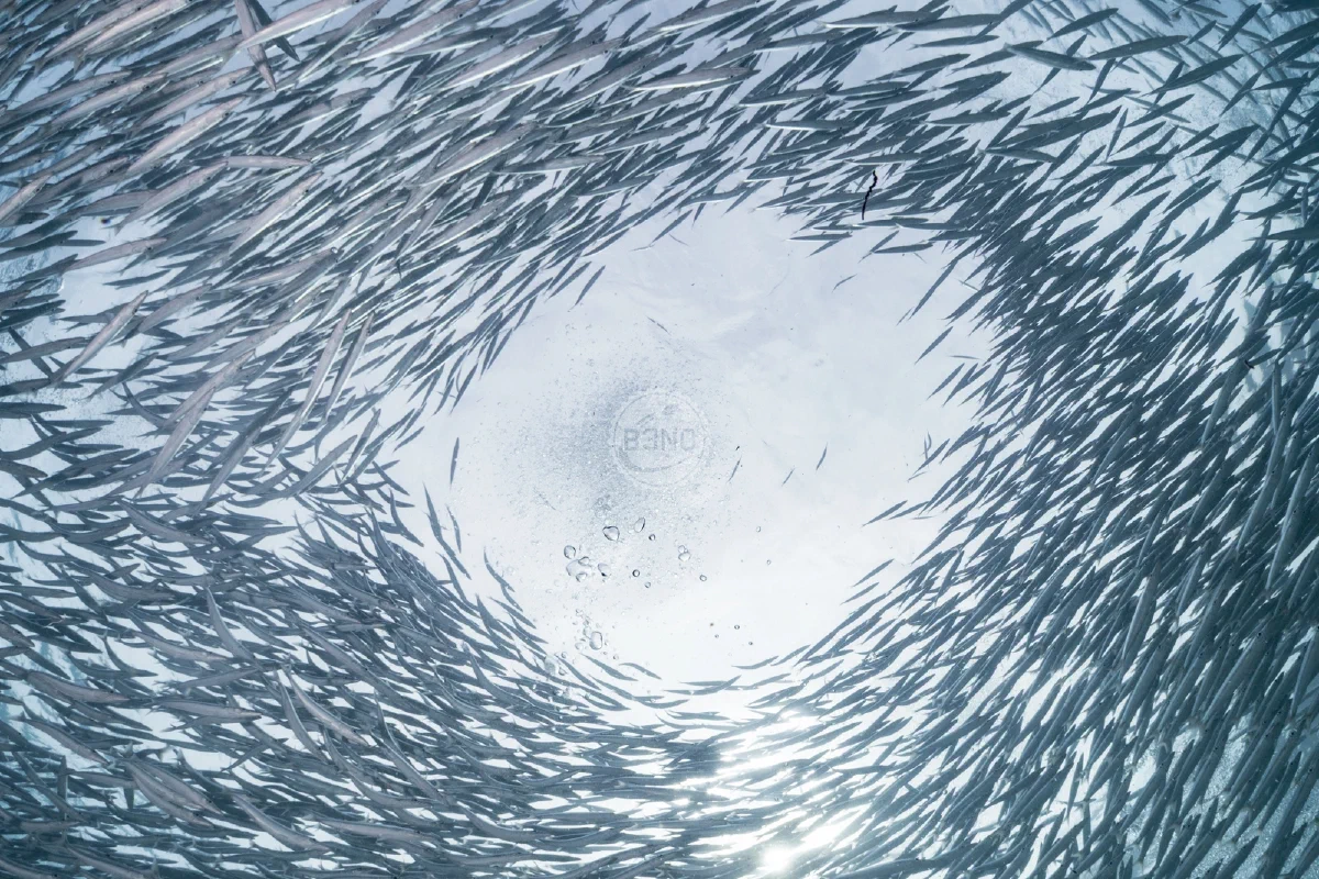 Barracudas juvéniles