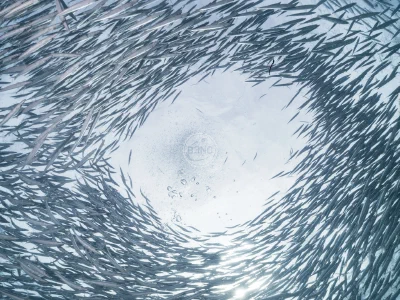 Marsa Shagra — mars 2016