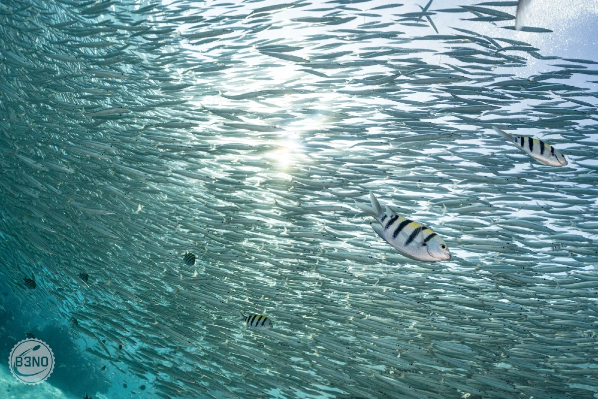 Banc de barracudas juvéniles et quelques sergents-major de la mer rouge — Marsa Shagra, Underwater