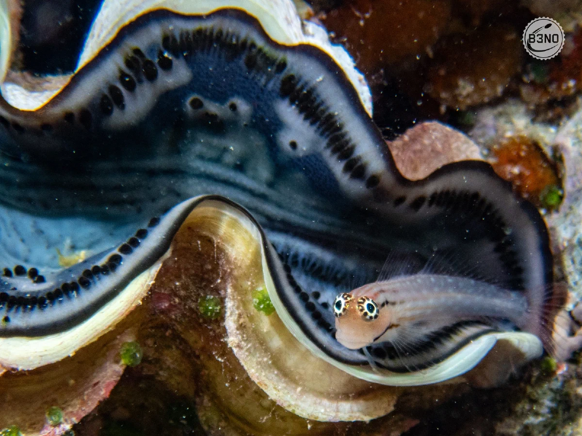 Blennie dans un bénitier géant