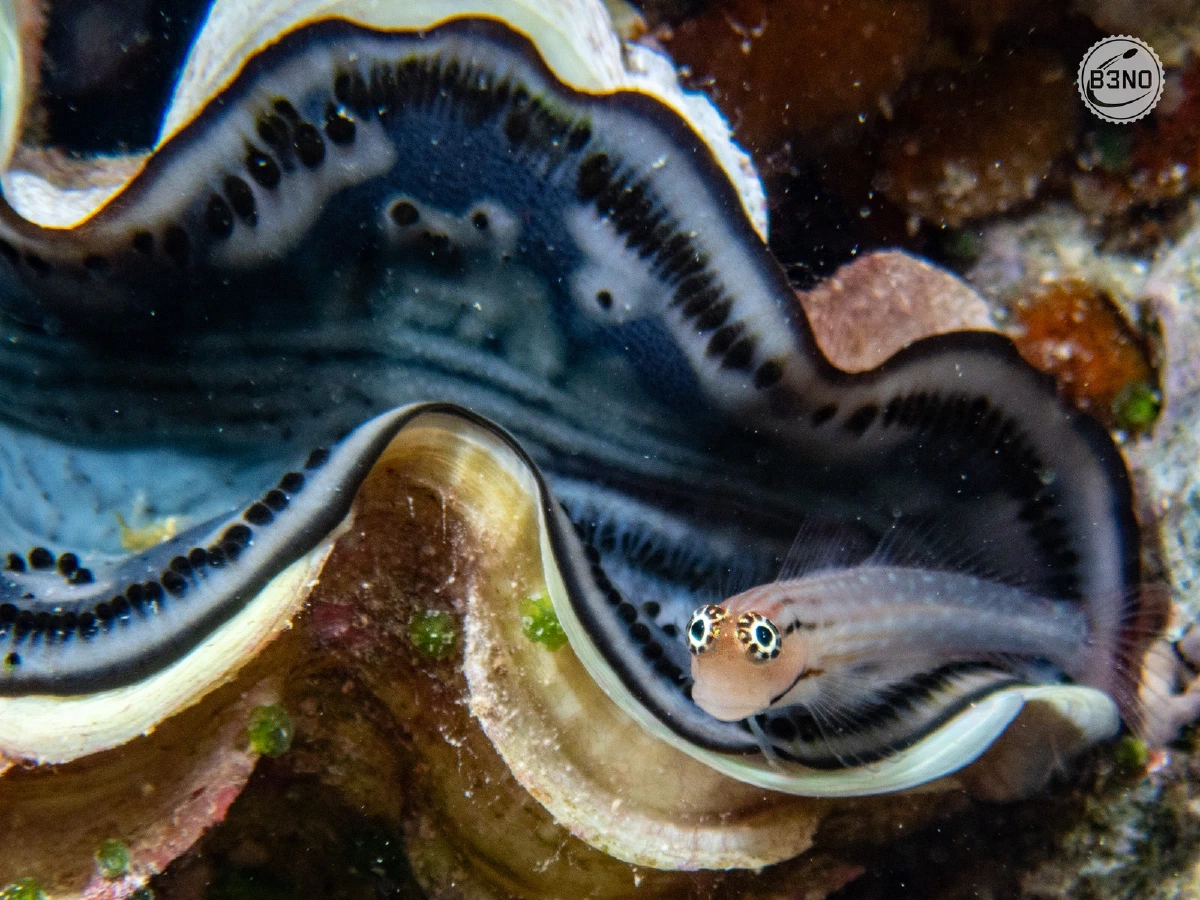 Blennie dans un bénitier géant — Marsa Shagra, Underwater