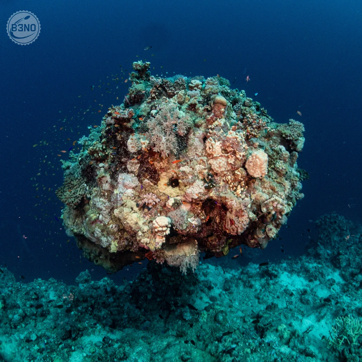 Patate de corail champignon, anthias