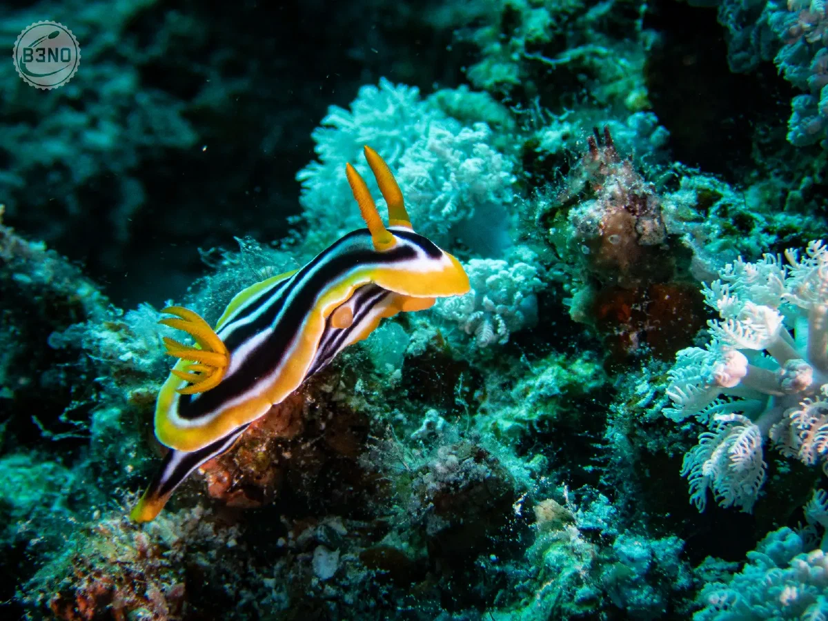 Chromodoris