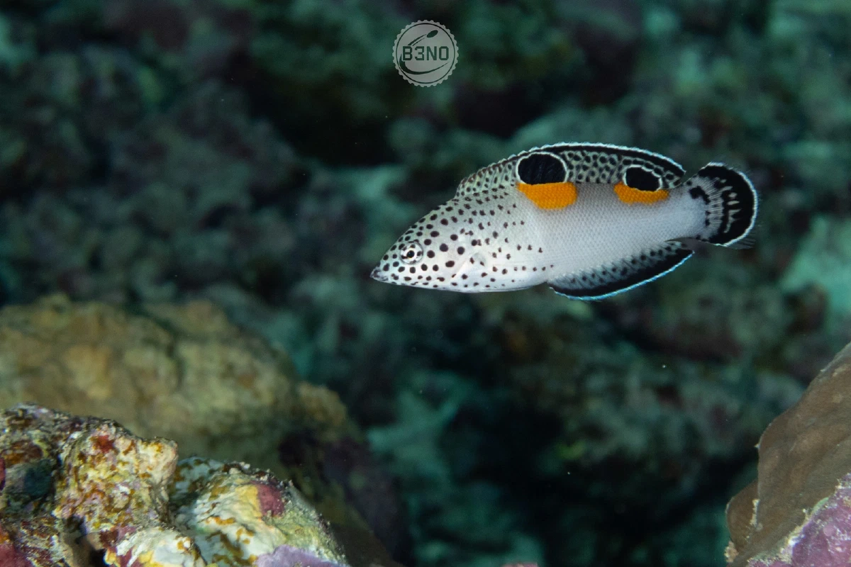 Clown coris juvénile — Marsa Shagra, Underwater