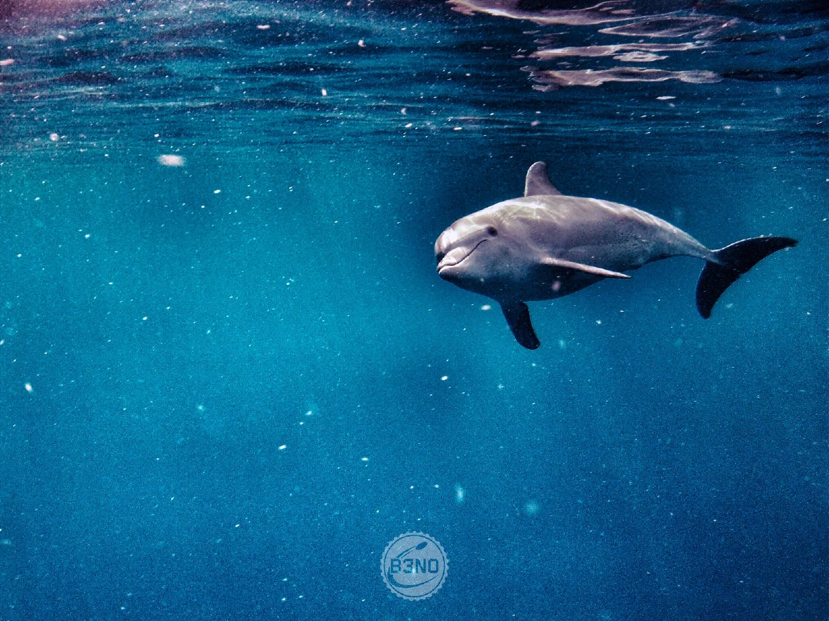 Dauphin vu à la GoPro