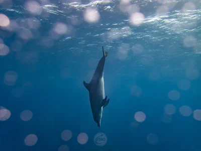 Spinner dolphin