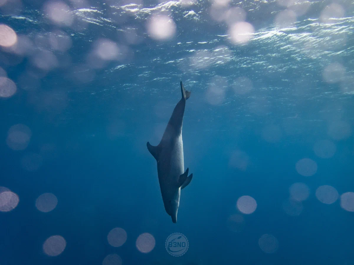 Dauphin à long bec