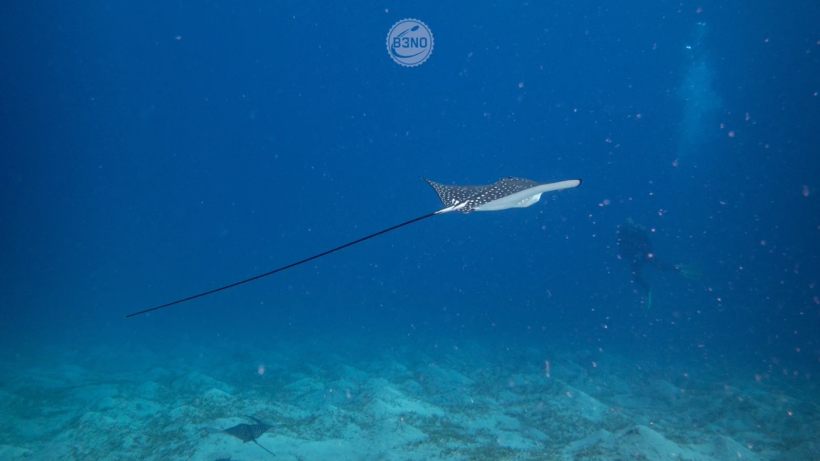 Eagle ray — Marsa Shagra, Underwater
