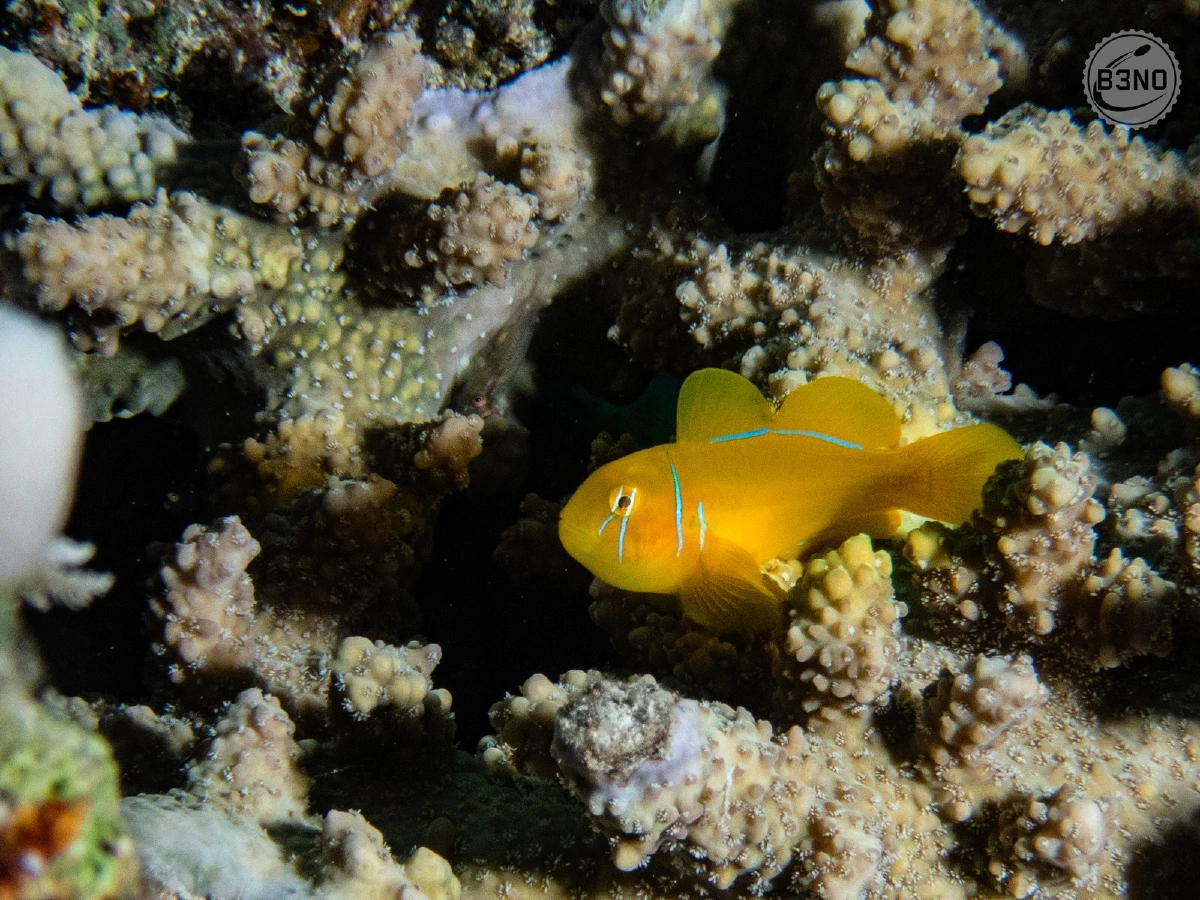 Gobie citron — Marsa Shagra, Underwater