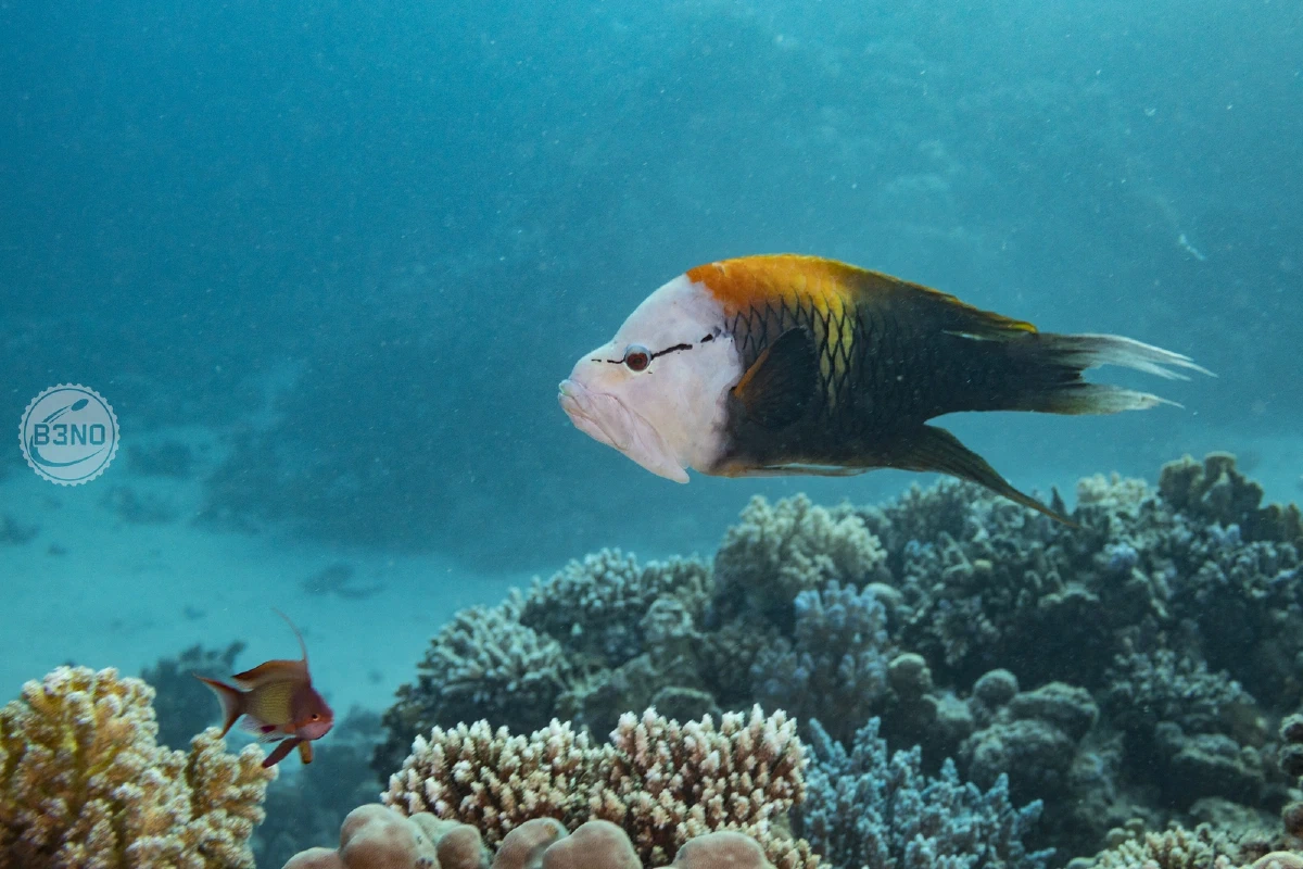 Le fameux chinois — Marsa Shagra, Underwater
