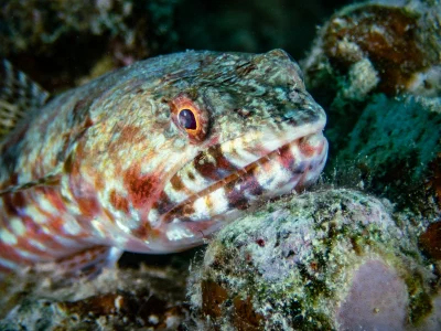 Lizardfish