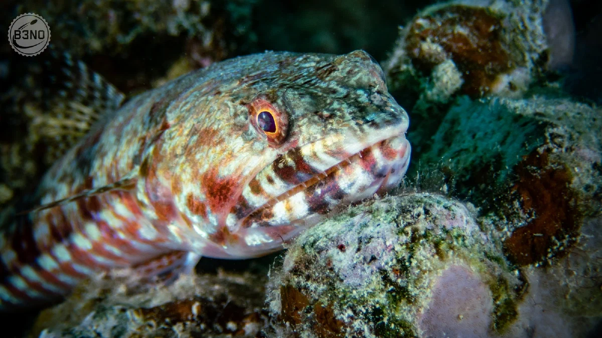 Poisson-lézard gros plan