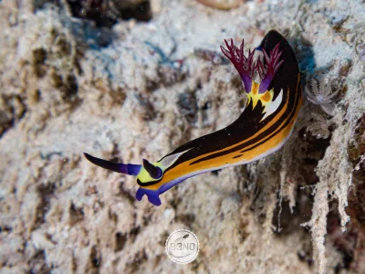 Nudibranch