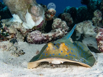 Bluespotted ribbontail ray