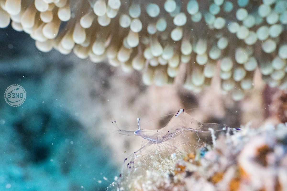 Petite crevette transparente dans une anémone — Marsa Shagra, Underwater
