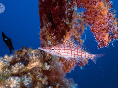 Longnose hawkfish