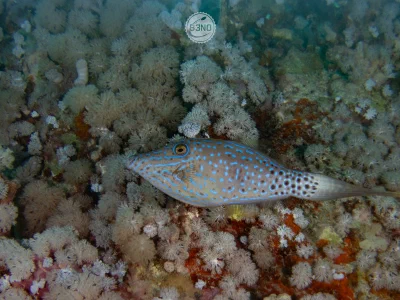 Marsa Shagra