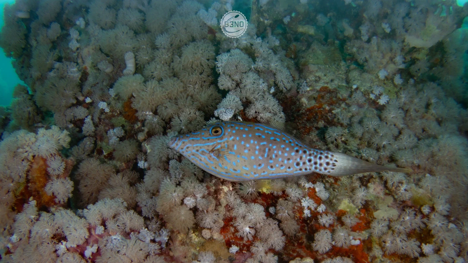 Poisson plat de yanick — Marsa Shagra, Underwater