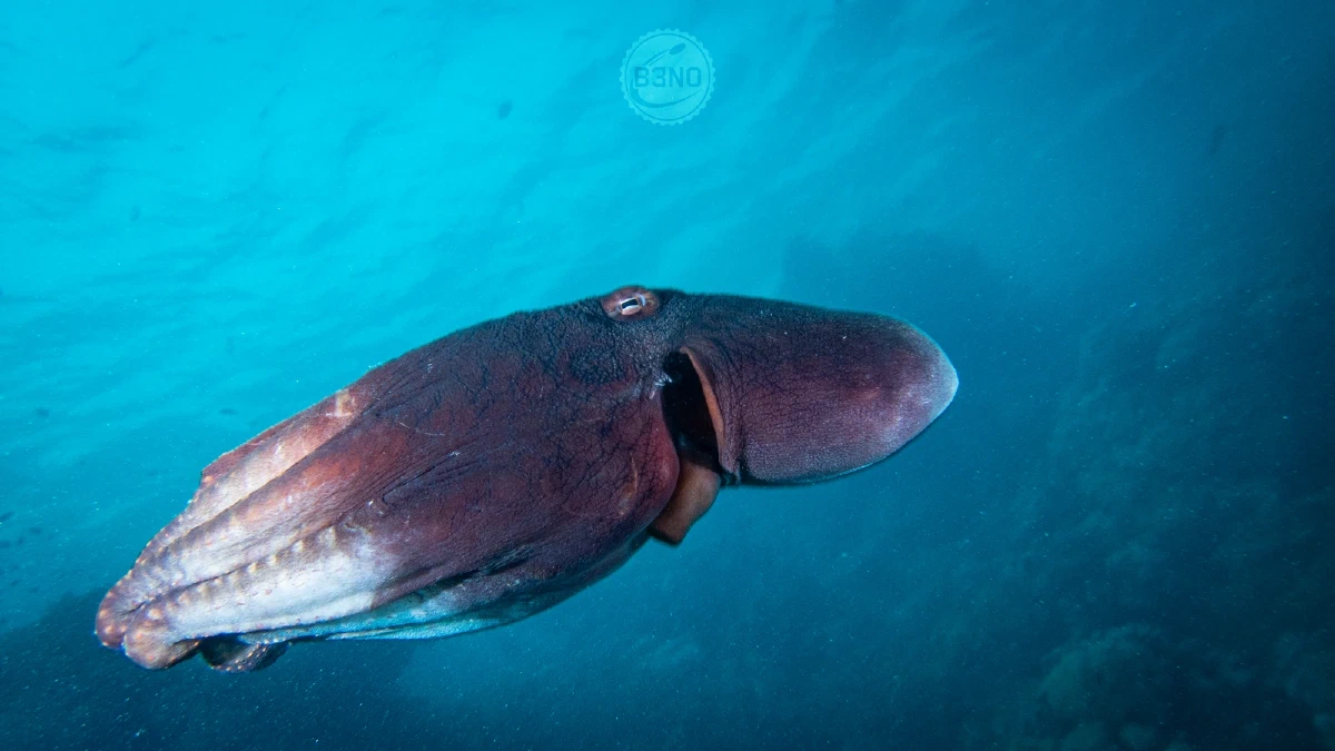 Poulpe qui nage — Marsa Shagra, Underwater
