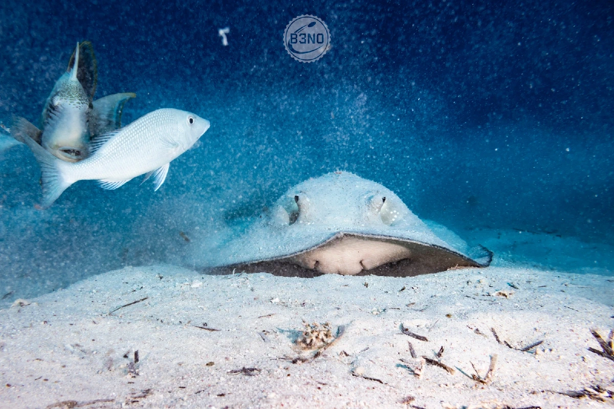 Raie dans le sable — Marsa Shagra, Underwater