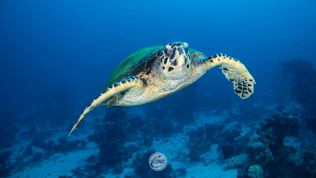 Une tortue qui nage — Marsa Shagra, Underwater