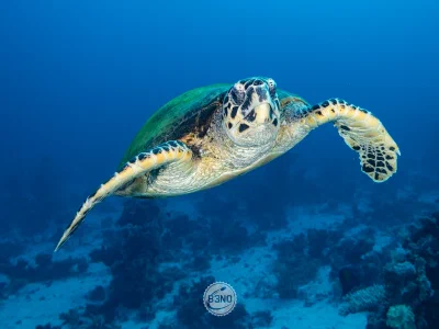 Sea turtle