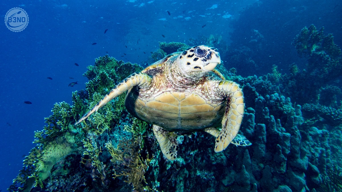 Tortue nageant face caméra — Marsa Shagra, Underwater