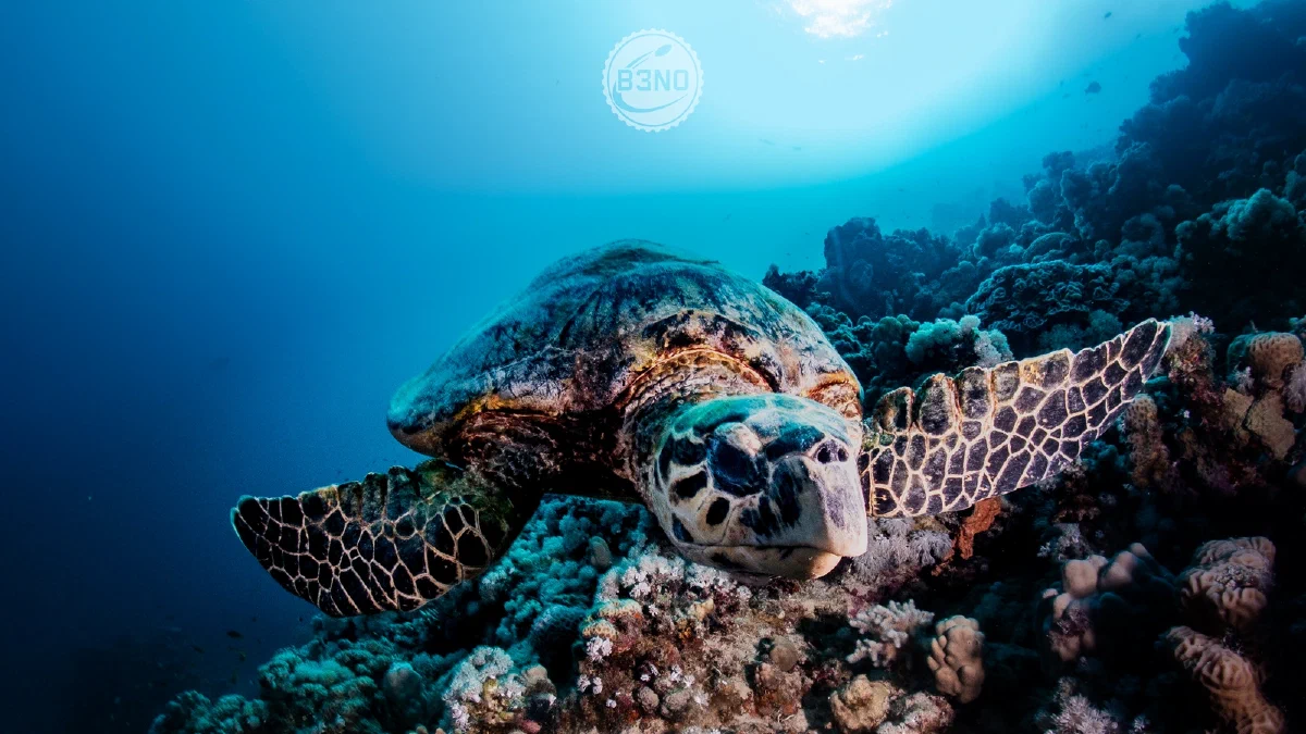 Tortue sur le récif