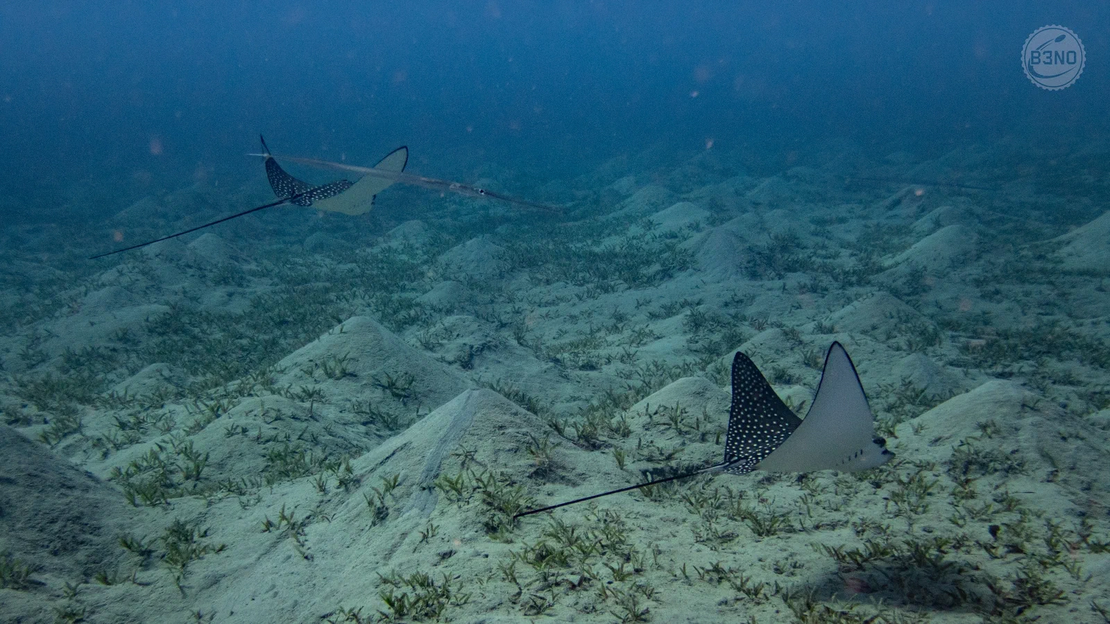 Two eagle rays — Marsa Shagra, Underwater